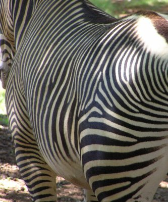 Zebra rump