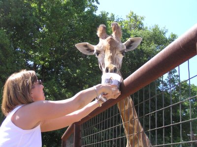 Amy feeding the giraffe