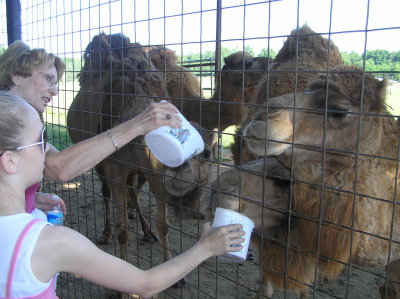 Feeding the camels