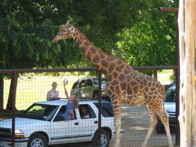 Giraffe and a Little Car