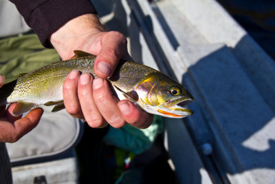 Fishing in Coeur d A'lene
