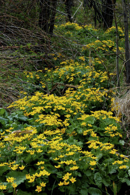 Marsh Marigolds