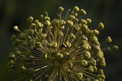 Ripe Allium