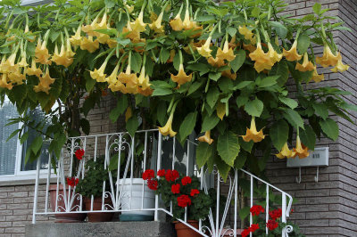 Datura... on steroids???