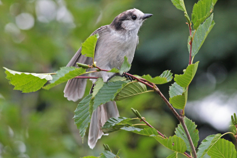 Canada Jay