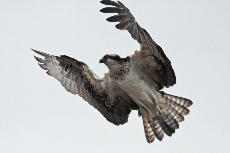 Osprey