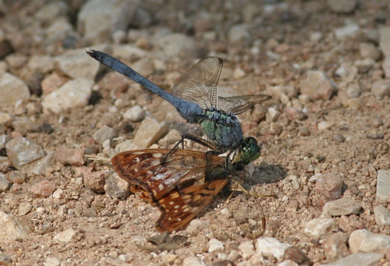 Dragonfly Eating Butterfly