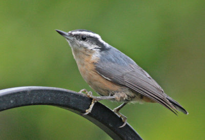 Red-breasted nuthatch