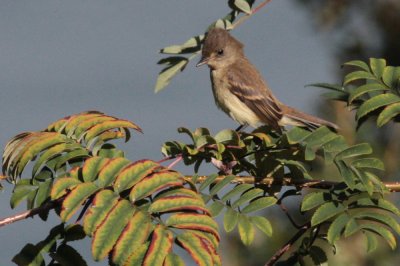 Willow Flycatcher