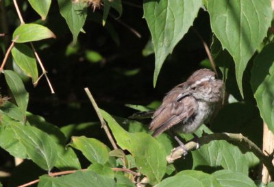 Bewick's wren