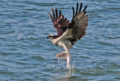 Osprey