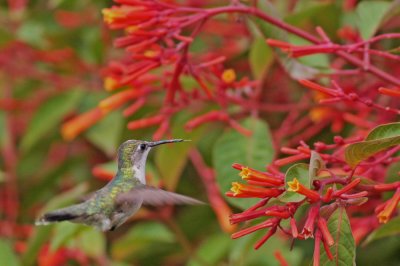 Hummingbird