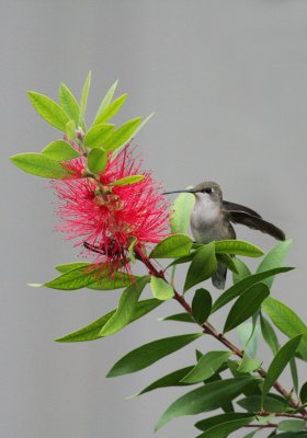 Ruby-throated Hummingbird with bottlebrush