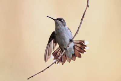 Ruby-throated Hummingbird