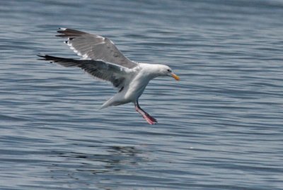 Western gull