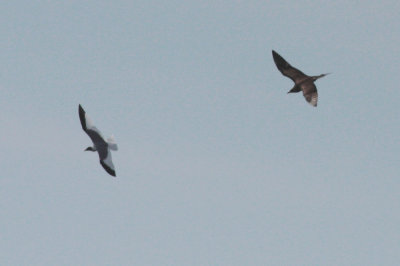 Long-tailed Jaeger and Sabine's Gull