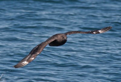 South polar skua