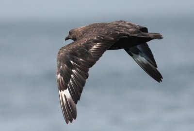 South polar skua