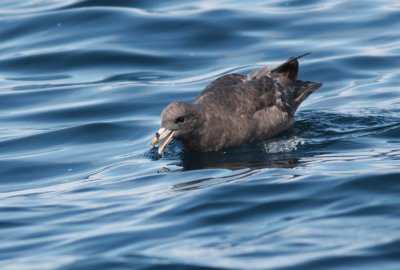 Northern Fulmar