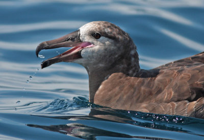 Black-footed albatross