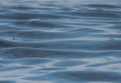 Specks in the sea