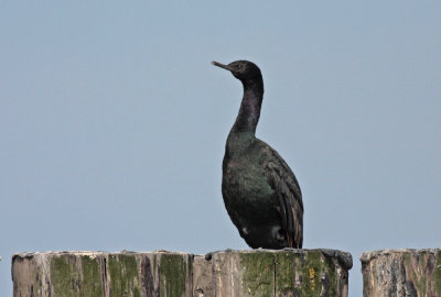 Pelagic cormorant
