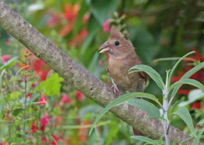 Northern Cardinal