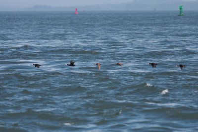 Surf scoters