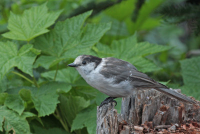 Canada Jay