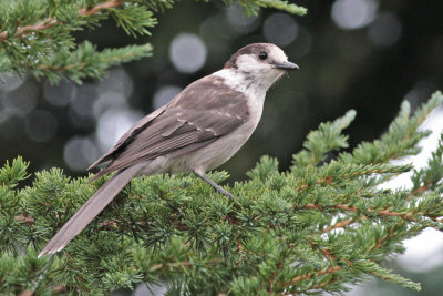 Canada Jay