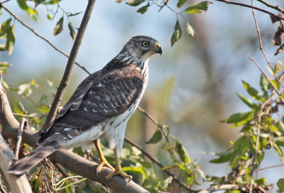 Cooper's Hawk