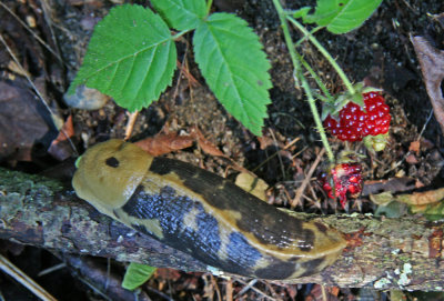 Banana slug with berries