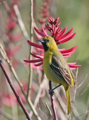 Orchard oriole