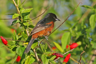 Orchard Oriole