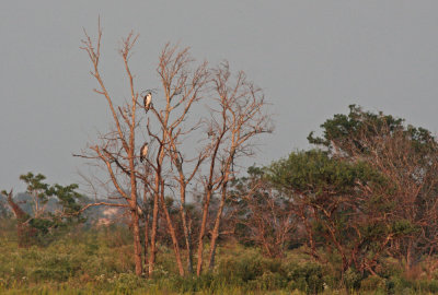 White-tailed Hawks