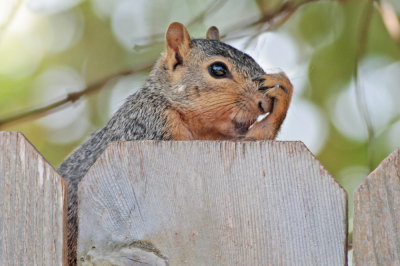 The thinker (Fox Squirrel