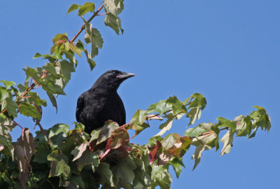 Northwestern Crow