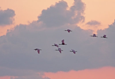 Spoonbill Sunset