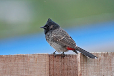 Red-vented Bulbul