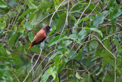 Chestnut Munia