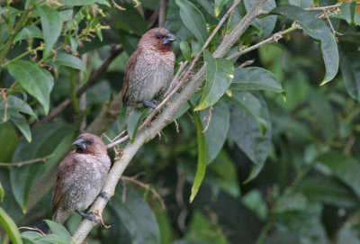 Nutmeg Mannikin