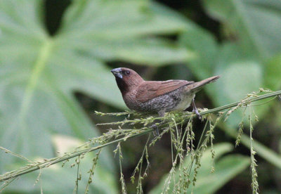 Nutmeg Mannikin