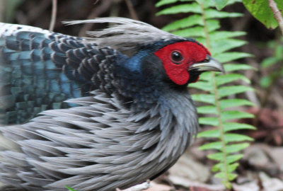 Kalij Pheasant