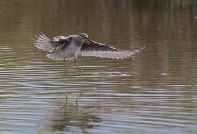 `Ulili (Wandering Tattler)