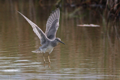 `Ulili (Wandering Tattler)