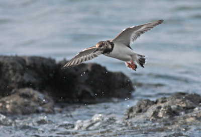 `Akekeke (Ruddy Turnstone)