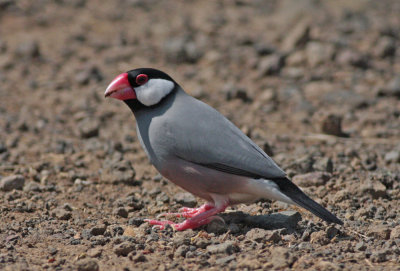 Java Sparrow