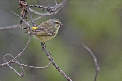 Yellow-fronted Canary