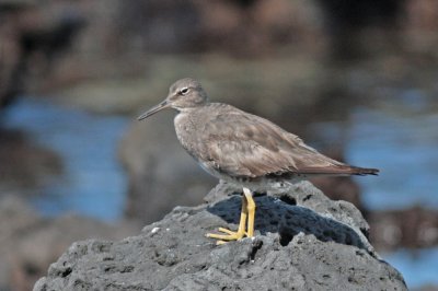 `Ulili (Wandering Tattler)