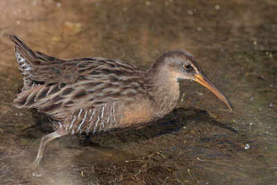 Clapper Rail